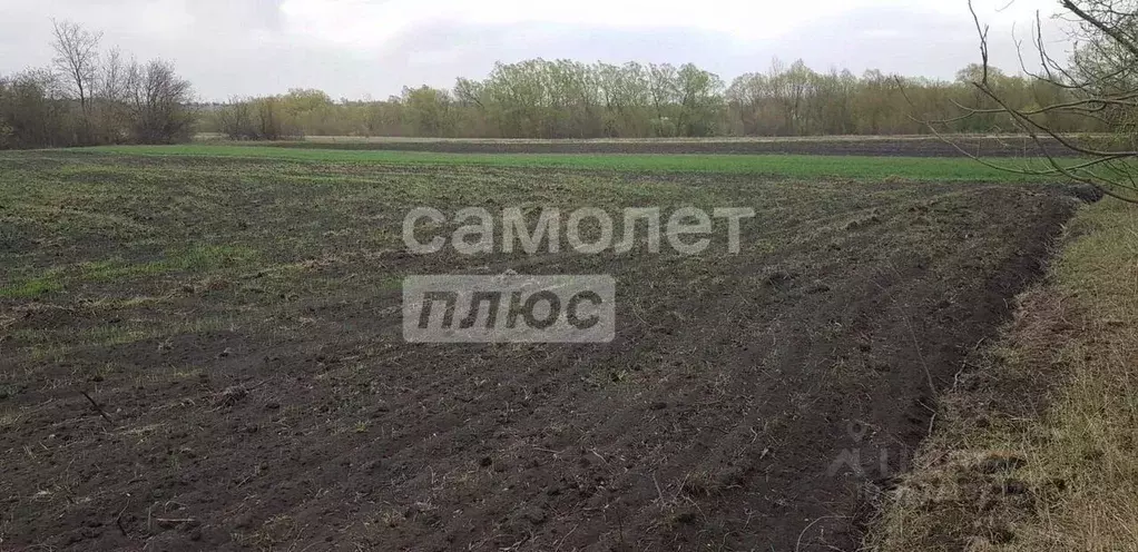 Участок в Липецкая область, Грязи ул. Березовая (12.0 сот.) - Фото 1