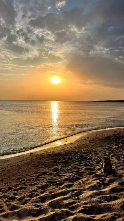 Участок в Крым, Черноморский район, с. Окуневка ул. Набережная (6.0 ... - Фото 1