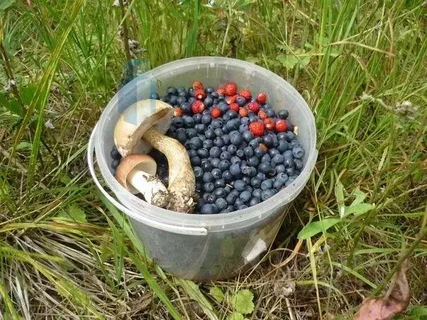 Участок в Нижегородская область, Дальнеконстантиновский муниципальный ... - Фото 1