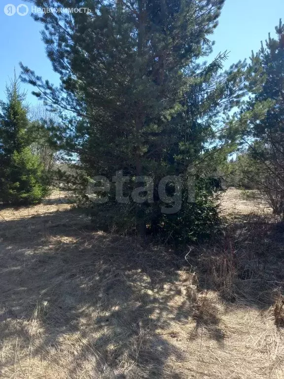 Участок в Вологодская область, Сокольский муниципальный округ, деревня ... - Фото 2