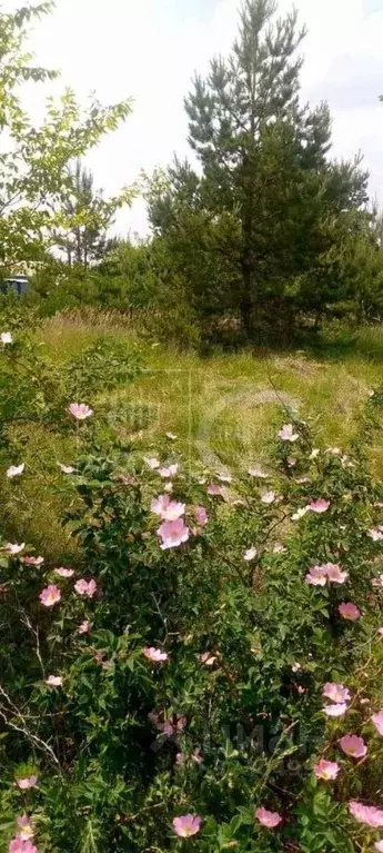 Участок в Воронежская область, Воронеж Железнодорожник-6 СНТ, ул. ... - Фото 1