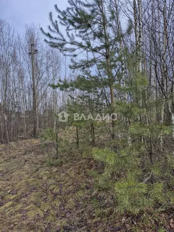 Участок в Ленинградская область, Кировский район, Павловское городское ... - Фото 0