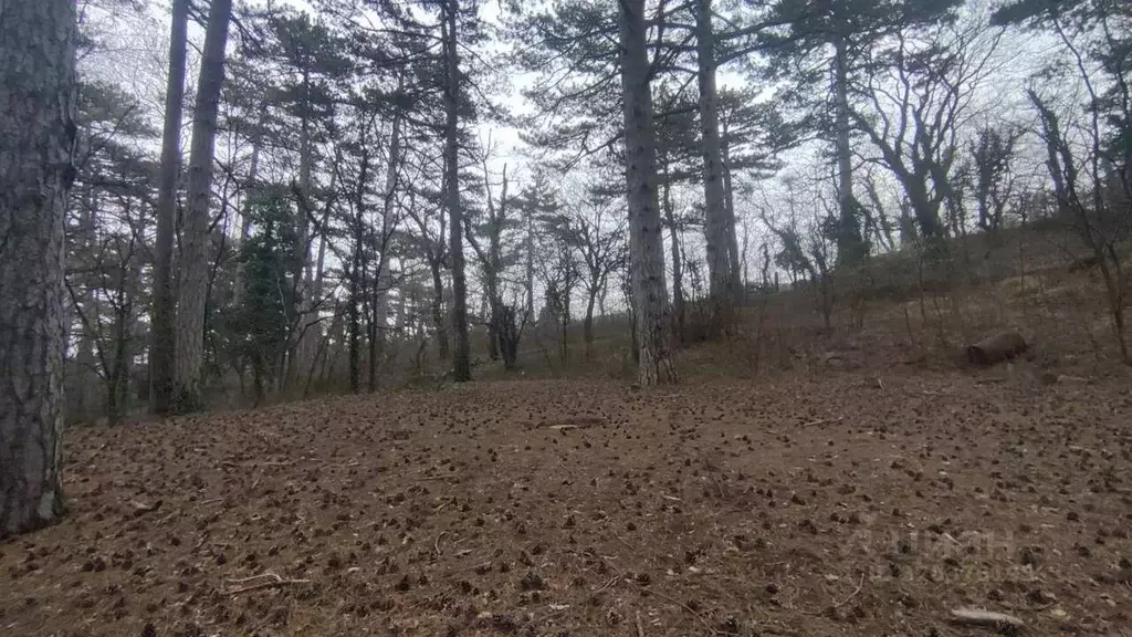 Участок в Крым, Ялта муниципальный округ, Виноградное пгт  (35.0 сот.) - Фото 1