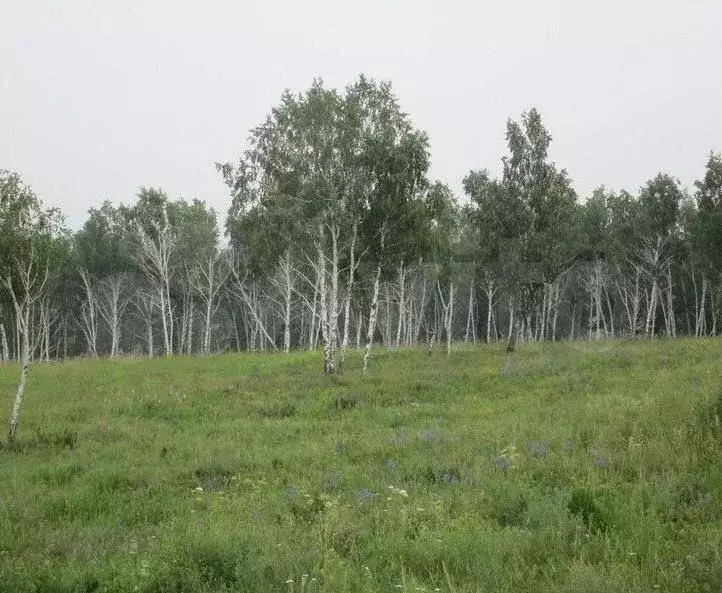 Участок 4,32 га (СНТ, ДНП) - Фото 0
