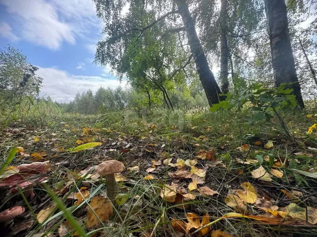 Участок в Костромская область, Красносельский район, Боровиковское ... - Фото 0
