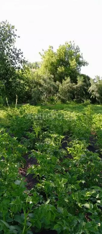 Дом в Криводановка, Криводановские дачи, Опаловая улица (20 м) - Фото 1