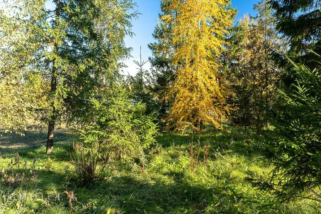 Участок в Шульгино, территория ГП-4 (30 м) - Фото 1