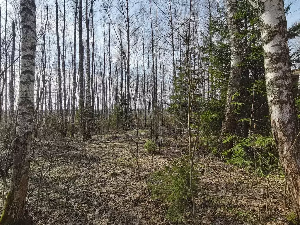 Участок в Московская область, Мытищи городской округ, д. Муракино 5 ... - Фото 1