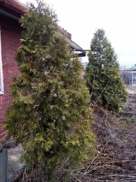 Дача 31,1 м на участке 4,95 га - Фото 1