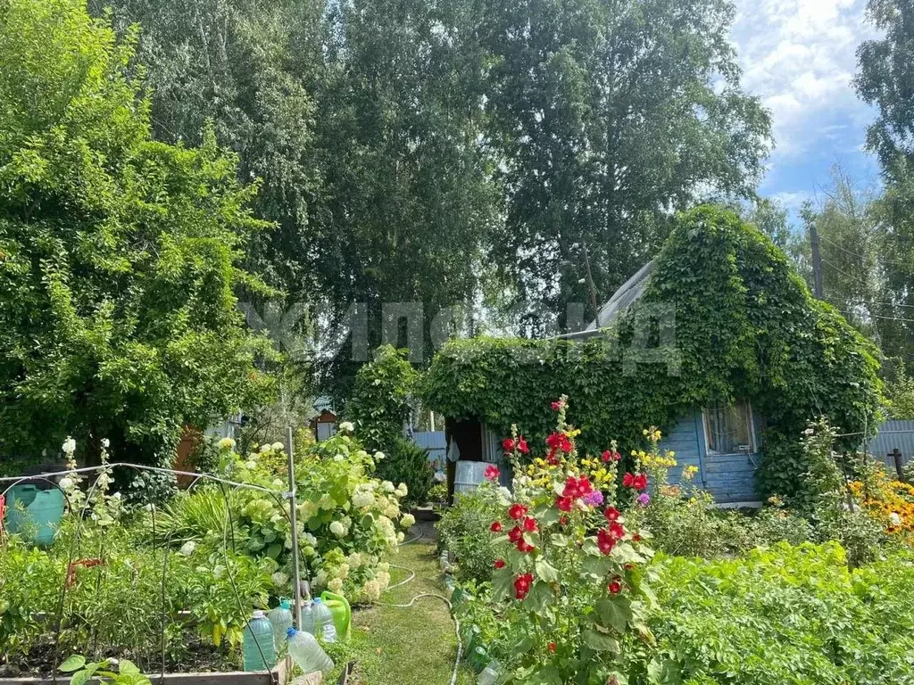 Дом в Новосибирская область, Новосибирск Кедр СНТ, ул. Степная (20 м) - Фото 1