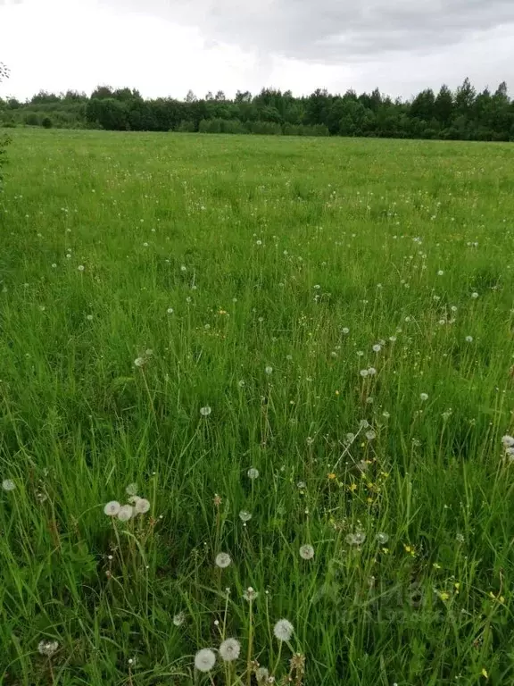 Участок в Московская область, Богородский городской округ, пос. ... - Фото 0