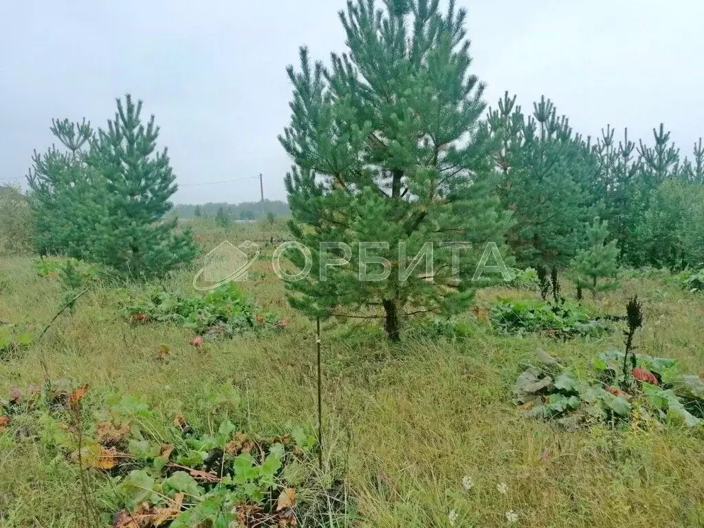 Участок в Тюменская область, Тюменский район, д. Головина Береговая ... - Фото 1