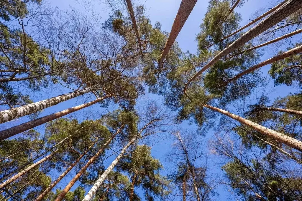Участок в Московская область, Одинцовский городской округ, д. Раздоры  ... - Фото 2