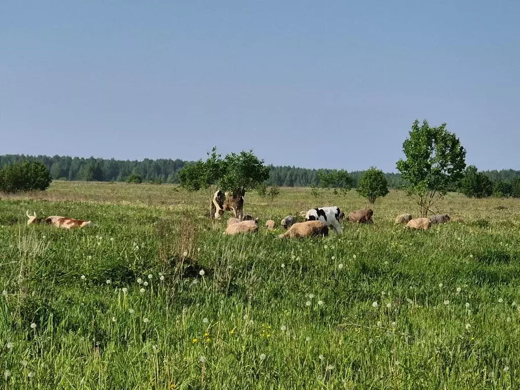 Участок в Ленинградская область, Кировское городское поселение  (1.0 ... - Фото 0