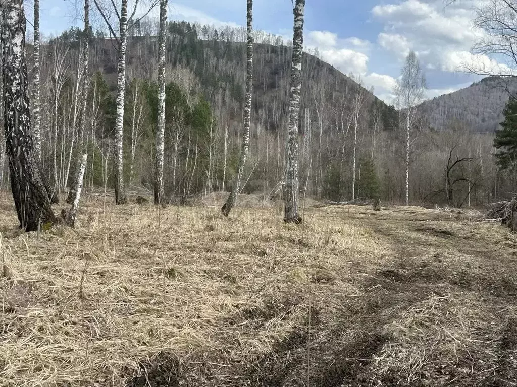 Участок в Алтай, Майминский район, Соузгинское с/пос, пос. Черемшанка  ... - Фото 2