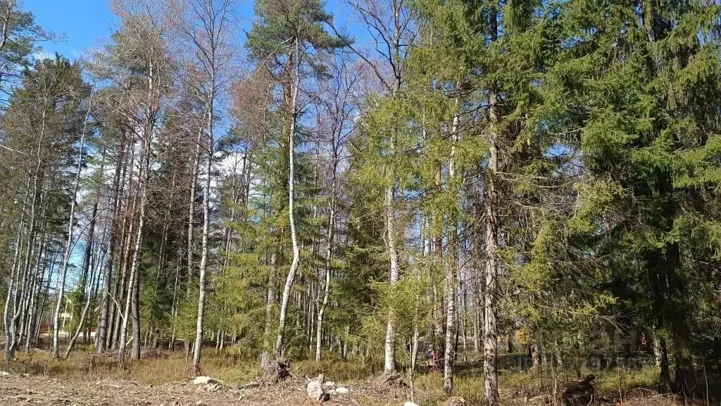 Участок в Ленинградская область, Приозерский район, Сосновское с/пос, ... - Фото 0