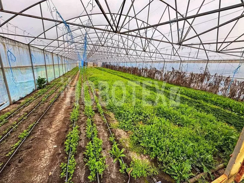 Участок в Краснодарский край, Курганинское городское поселение, ... - Фото 1