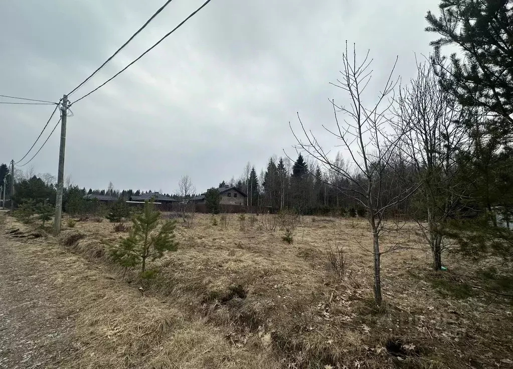 Участок в Ленинградская область, Всеволожский район, Куйвозовское ... - Фото 1