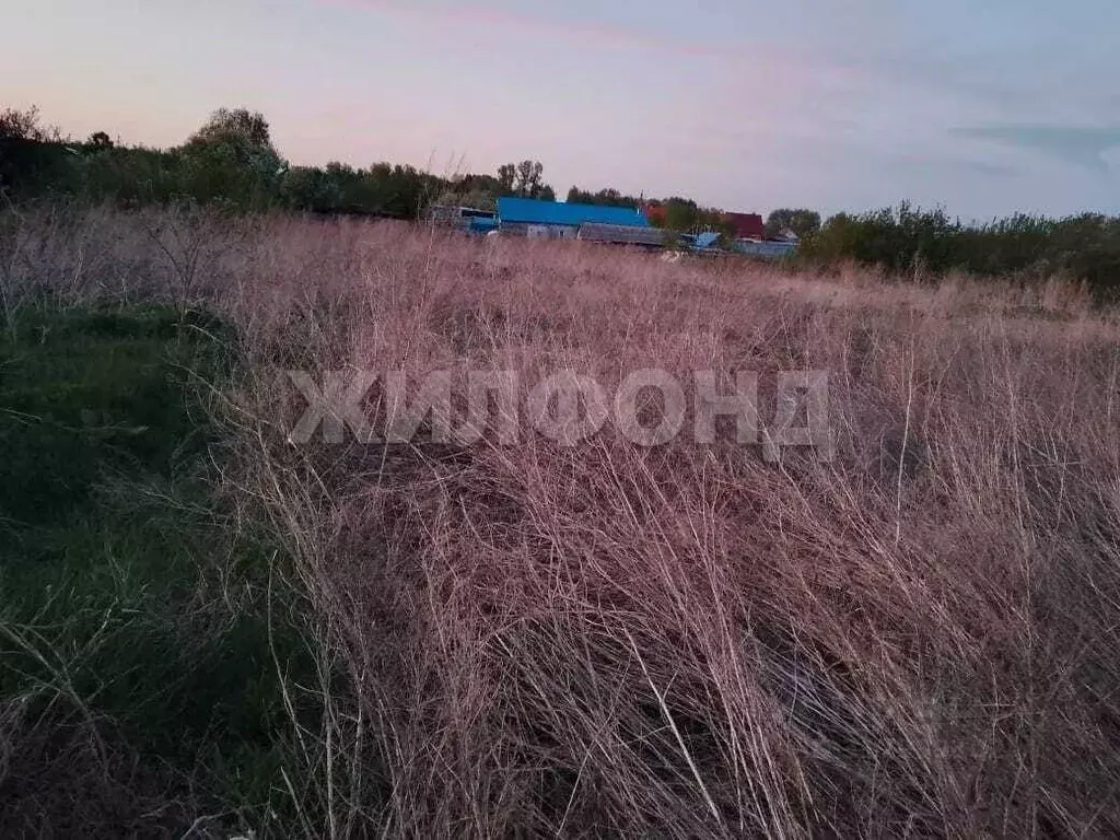 Участок в Новосибирская область, Колыванский район, с. Скала ул. Мира, ... - Фото 0