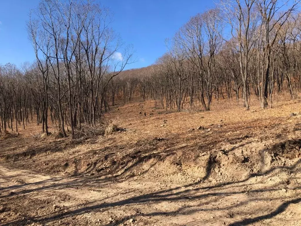 Участок в Приморский край, Находка Кедр кп, ул. Ольховая, 59 (10.4 ... - Фото 2