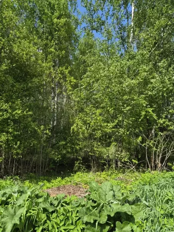 Участок в Московская область, Клин городской округ, д. Семчино 46А ... - Фото 2