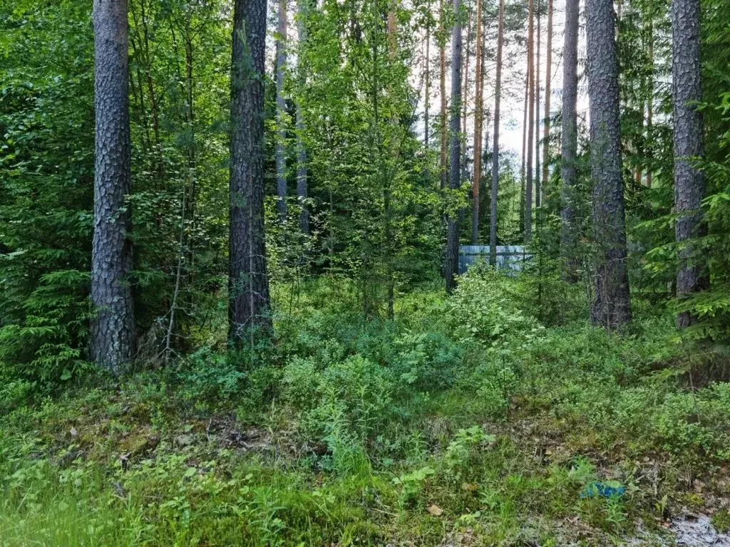 Участок в Ленинградская область, Гатчинский район, Вырица городской ... - Фото 0