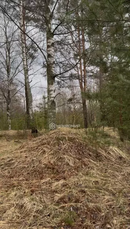 Участок в Ленинградская область, Всеволожский район, Сертоловское ... - Фото 0
