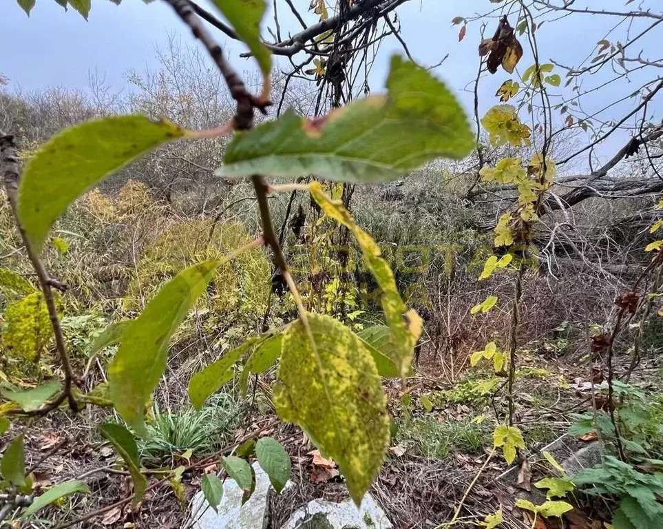 Участок в Краснодарский край, Крымский район, Кеслеровское с/пос, ... - Фото 2
