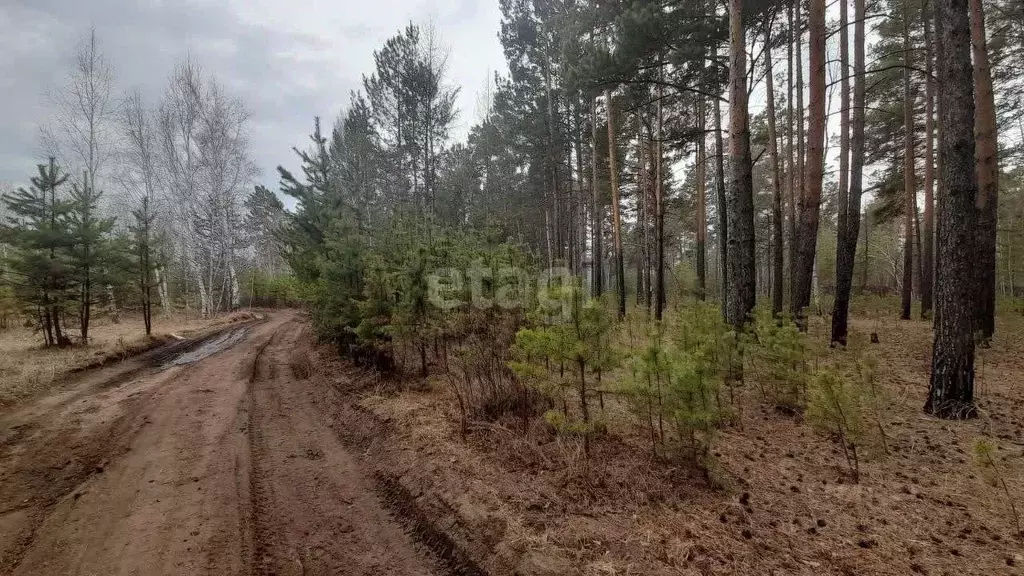 Участок в Забайкальский край, Читинский район, Радость ТСН  (8.1 сот.) - Фото 0