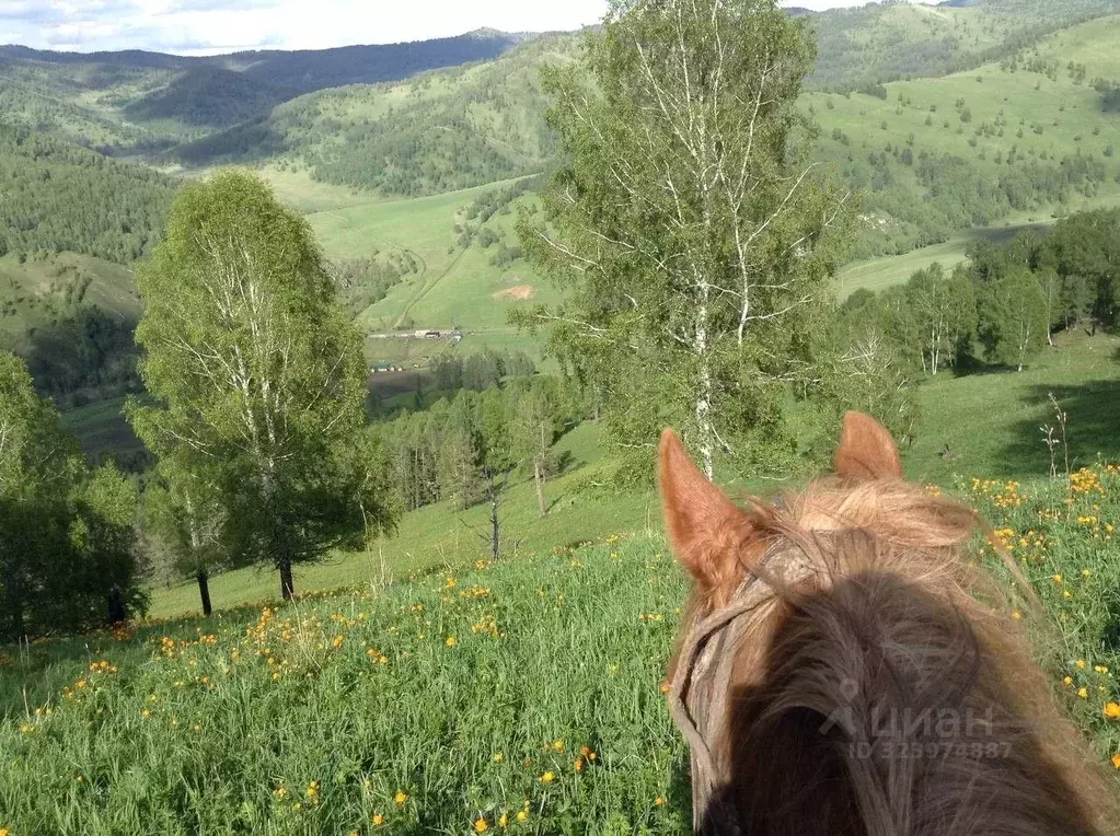 Участок в Алтайский край, Солонешенский район, с. Чегон  (1033.8 сот.) - Фото 2