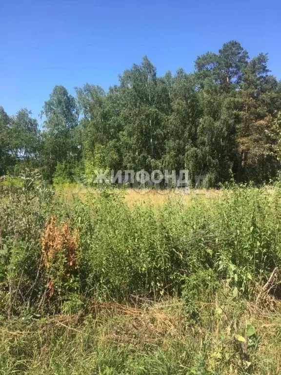 Участок в Новосибирская область, Искитимский район, Быстровский ... - Фото 2