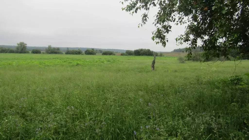 Участок в Московская область, Рузский муниципальный округ, д. ... - Фото 1