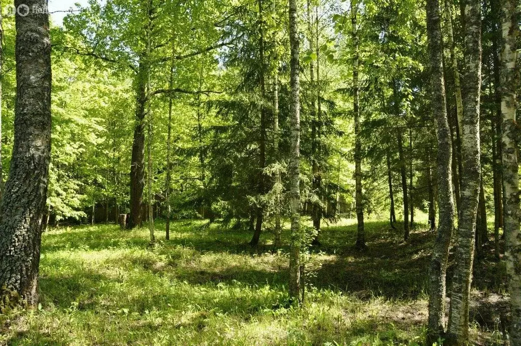 Участок в Одинцовский городской округ, хутор Одинцовский, 17 (12.04 м) - Фото 2