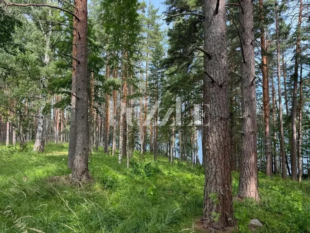 Участок в Ленинградская область, Приозерский район, Громовское с/пос, ... - Фото 1