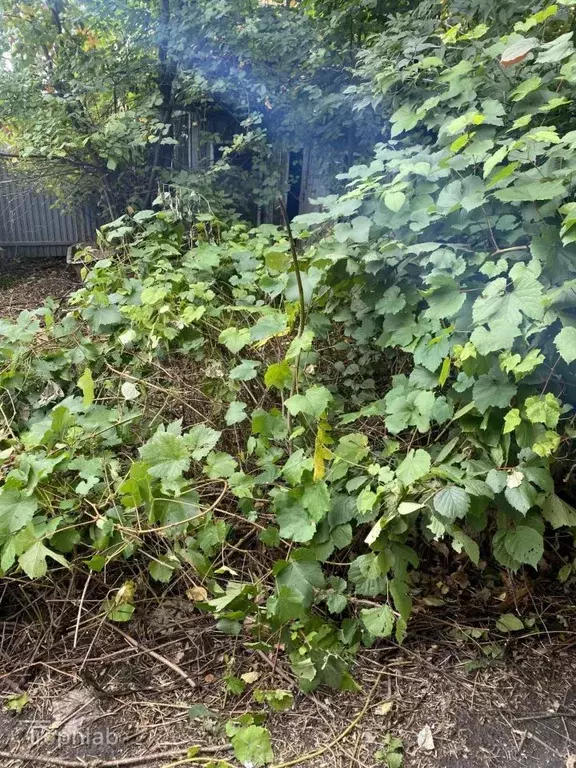 Дом в Алтайский край, Барнаул городской округ, пос. Плодопитомник, ... - Фото 2
