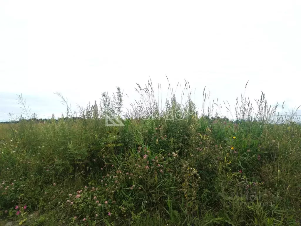 Участок в Сахалинская область, Анивский городской округ, с. Мицулевка  ... - Фото 0