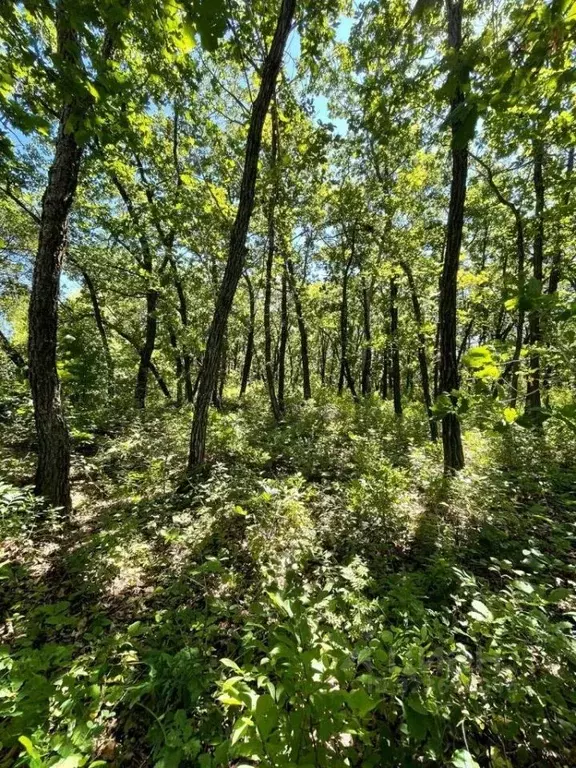 Участок в Амурская область, Благовещенский район, с. Волково  (15.0 ... - Фото 1