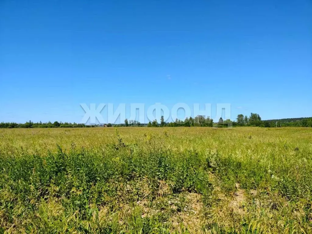 Участок в Новосибирская область, Новосибирский район, Кубовинский ... - Фото 1