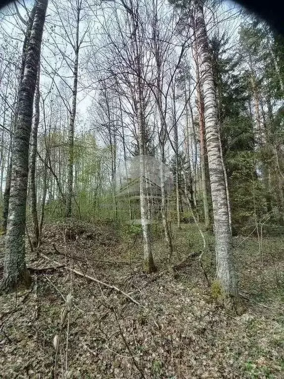 Участок в Новгородская область, Валдайский муниципальный район, ... - Фото 1