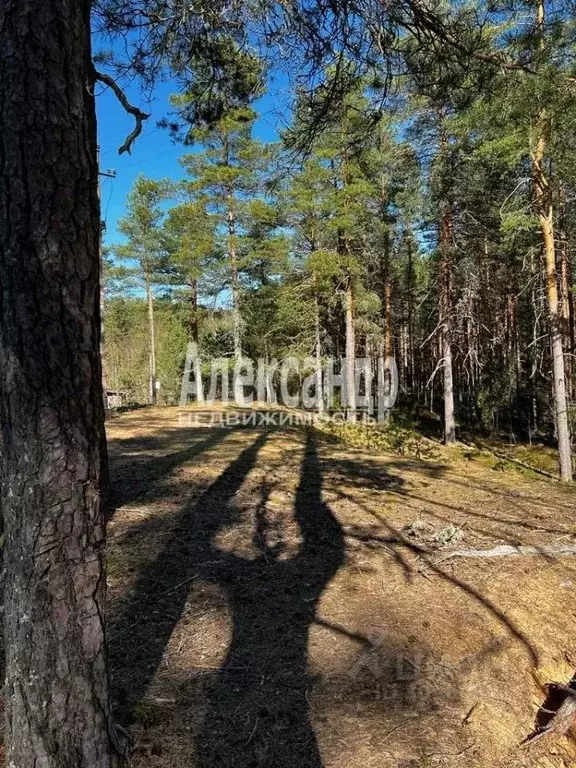 Участок в Ленинградская область, Лужский район, Толмачево городской ... - Фото 1