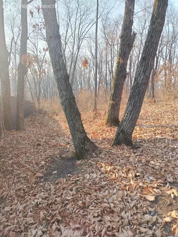 Участок в Владивосток, Ломаная улица, 20 (11.849999 м) - Фото 1