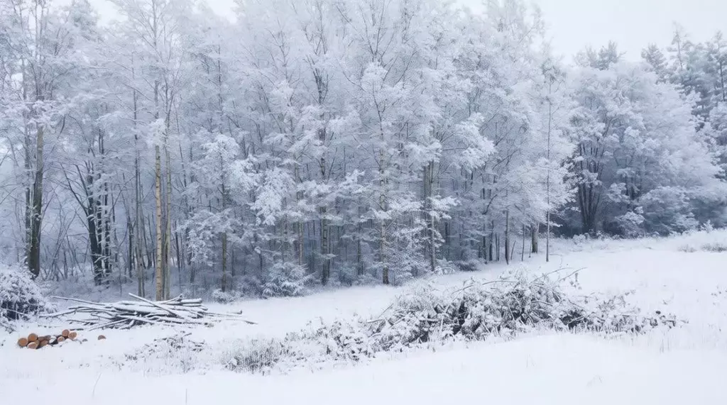 Участок в Ленинградская область, Киришский район, Пчевжинское с/пос, ... - Фото 0