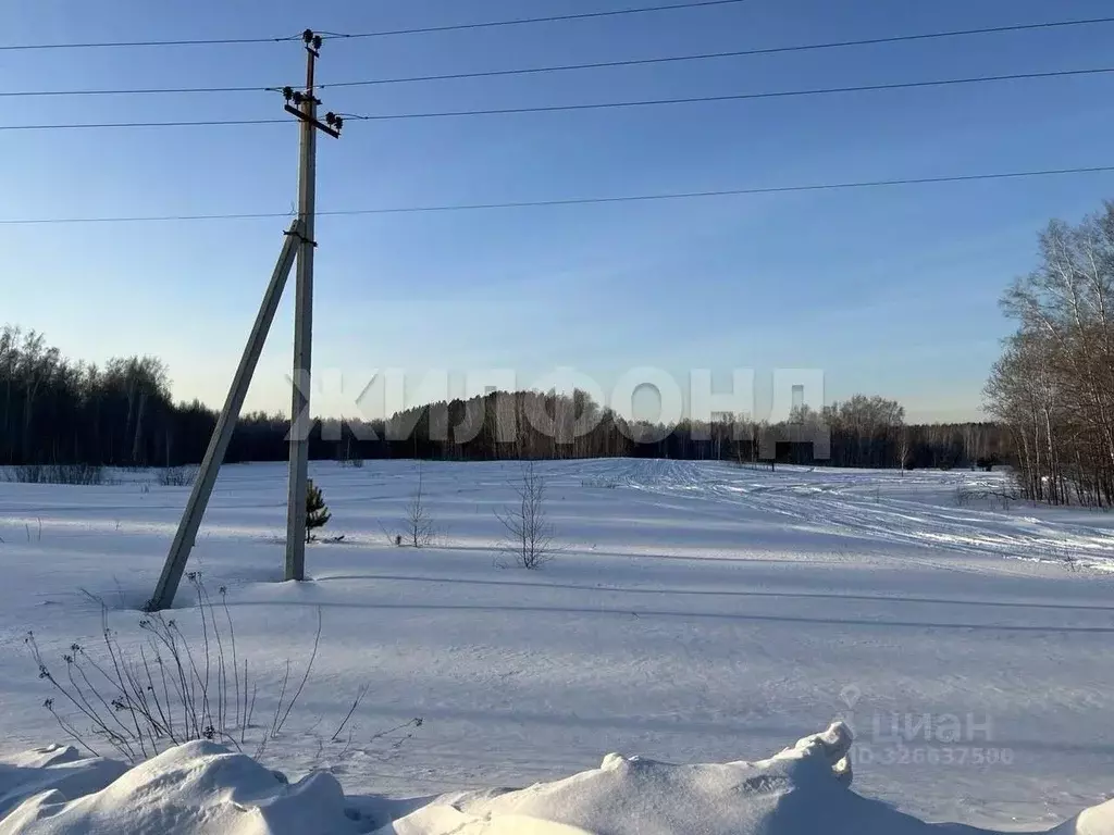 Участок в Новосибирская область, Колыванский район, с. Сидоровка Новая ... - Фото 2