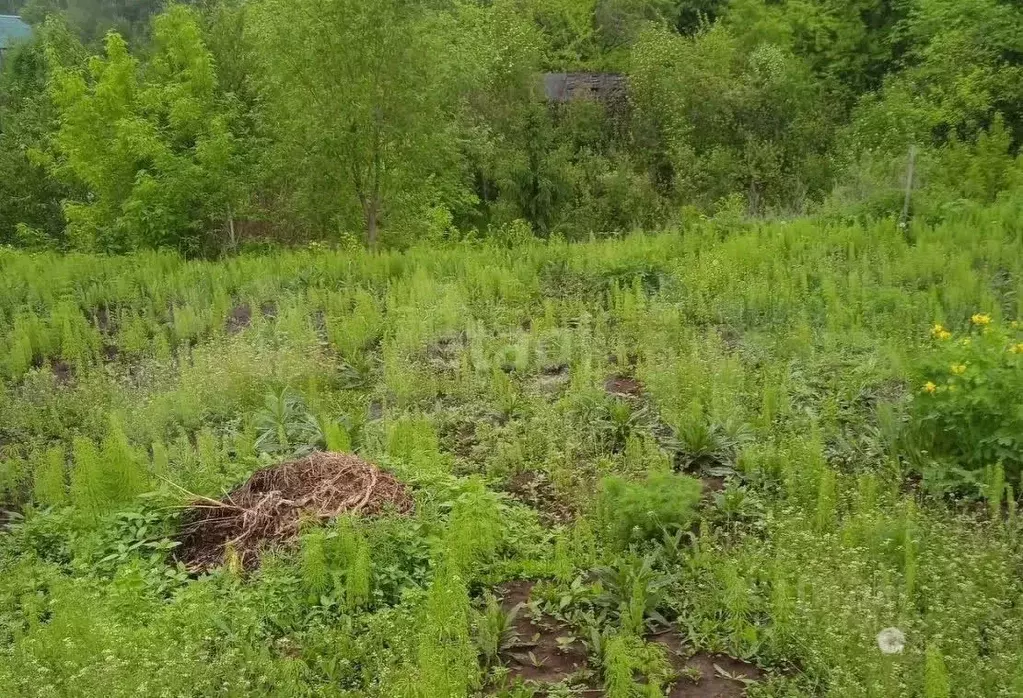 Участок в Пермский край, Пермский муниципальный округ, № 215 СНТ  ... - Фото 1