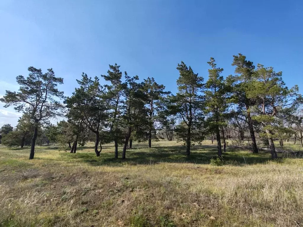 Участок в Волгоградская область, Городищенский район, Царицынское ... - Фото 0