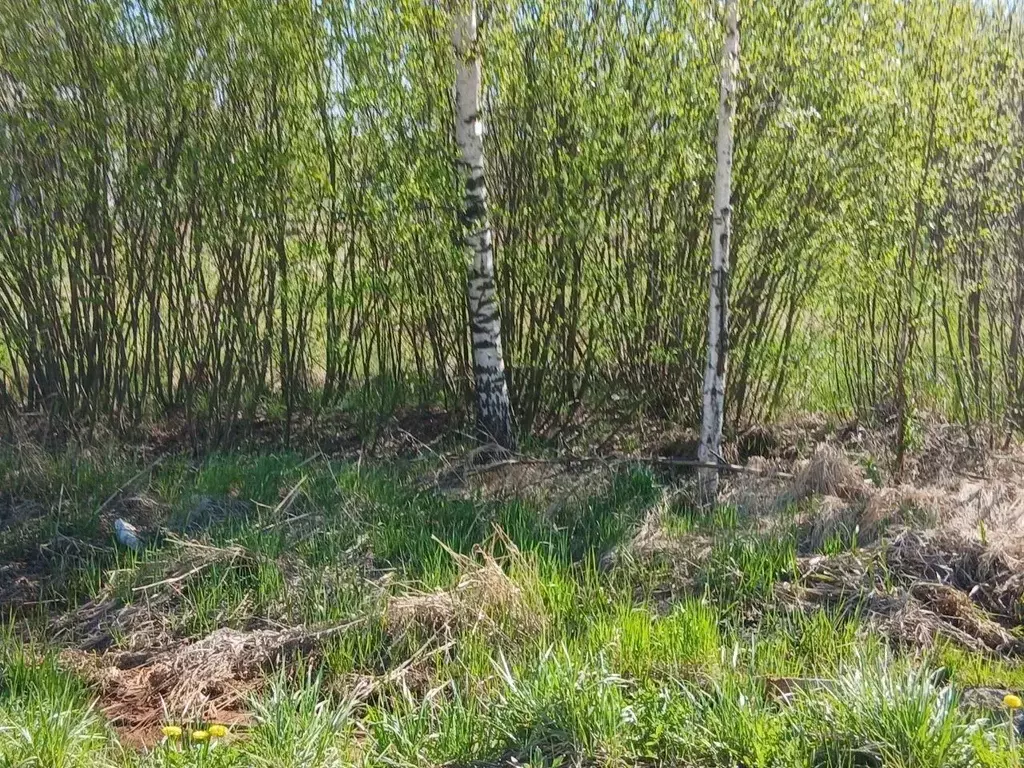 Участок в Ленинградская область, Всеволожский район, Агалатовское ... - Фото 0