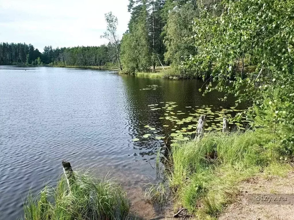 Участок в Мгинское городское поселение, садовое товарищество Славянка ... - Фото 1