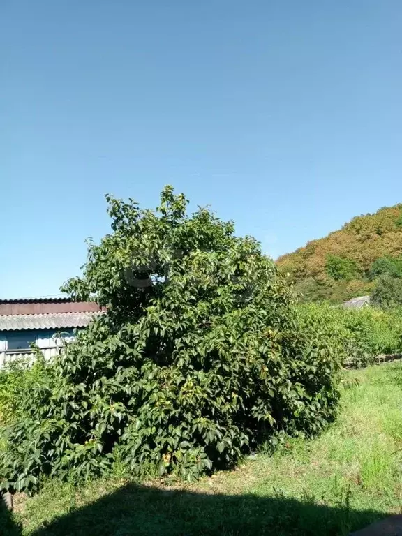Участок в Краснодарский край, Геленджик городской округ, с. Пшада  ... - Фото 0