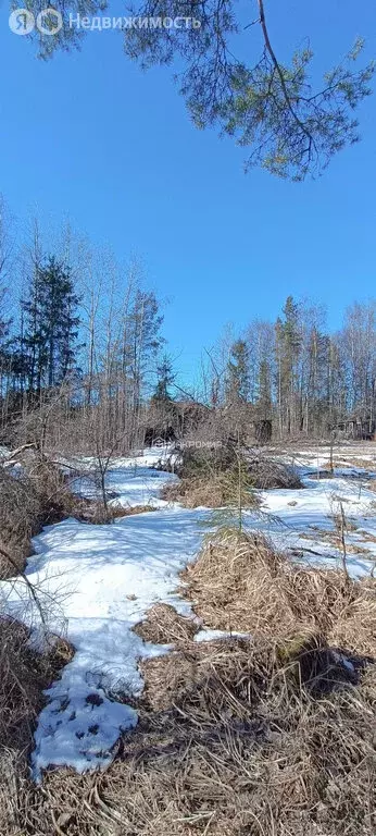 Участок в Мшинское сельское поселение, садоводческий массив Мшинская, ... - Фото 2