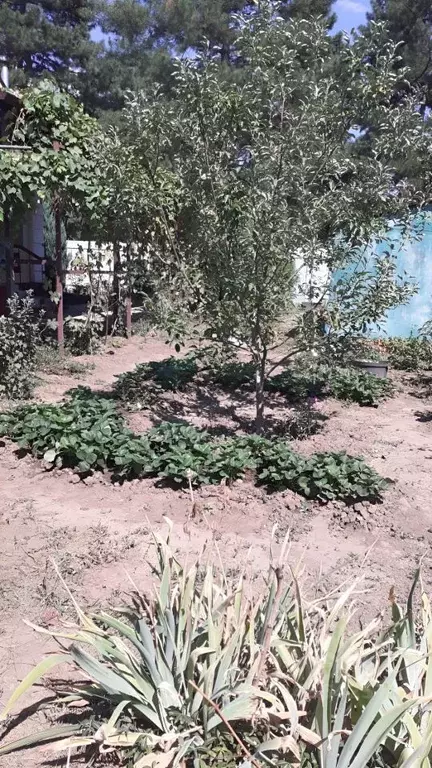 Дом в Краснодарский край, Тбилисская ст-ца ул. Кубанская, 57 (52 м) - Фото 2